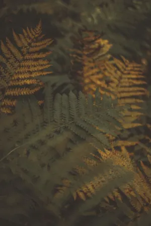 Ferns In Autumn