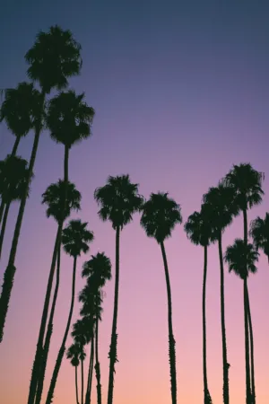 Palm Trees At Sunset