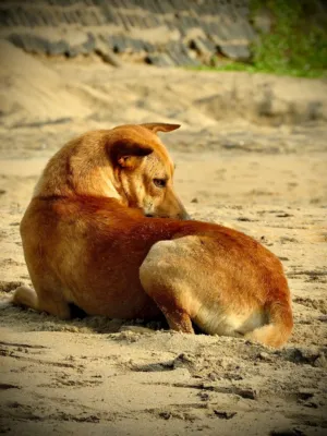 Stray Dog On Beach