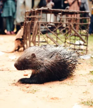 Porcupine In The Wild