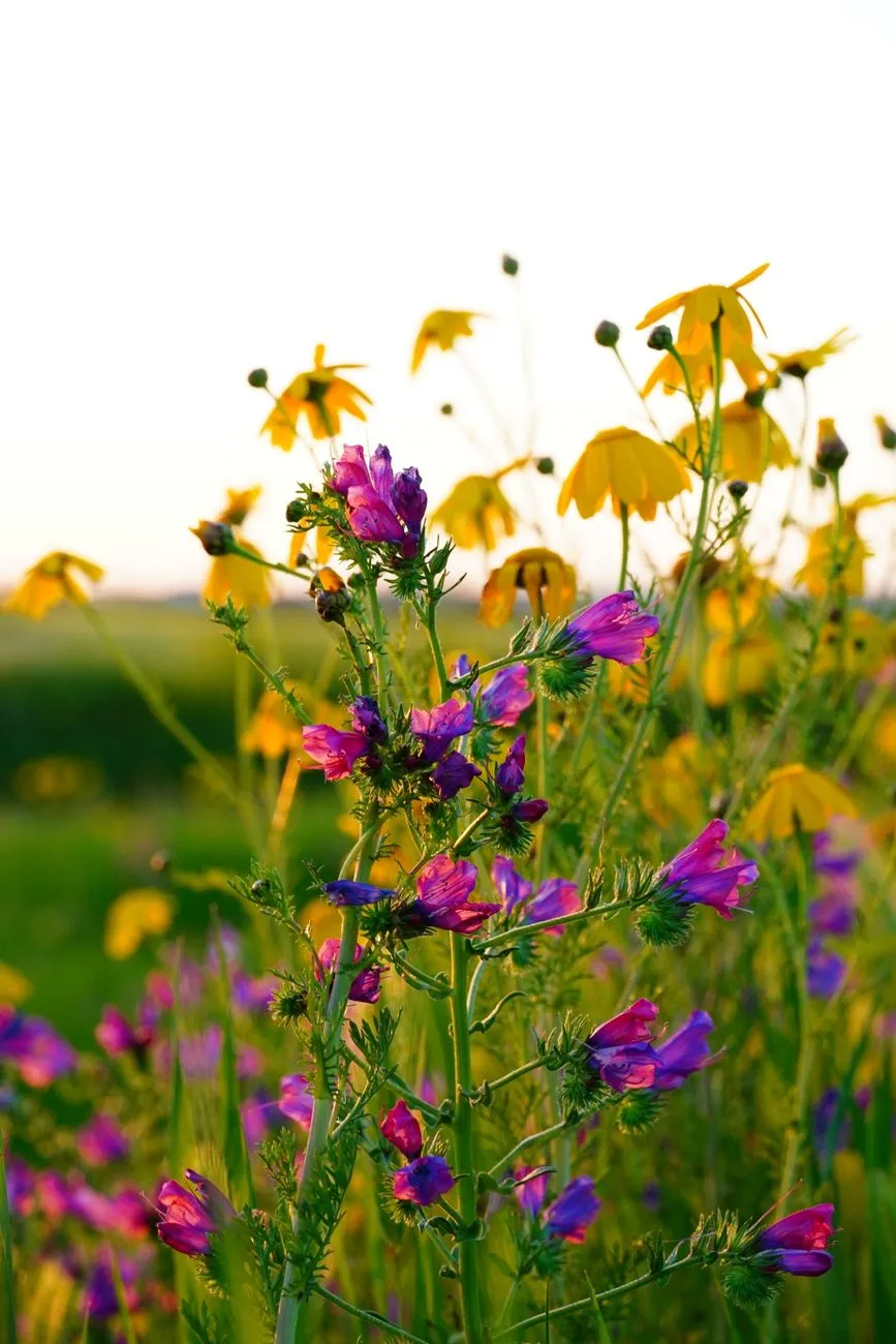 Wildflower Meadow