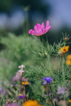 Pink Wildflower