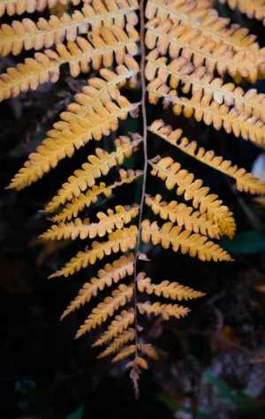 Autumn Fern