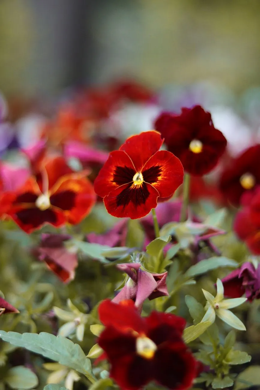 Red Pansies