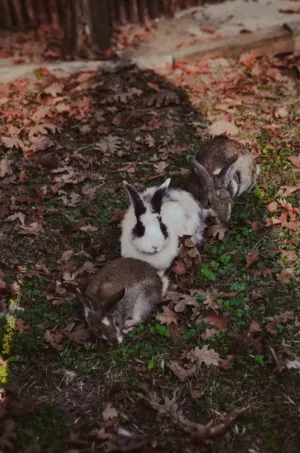 Rabbits In The Fall