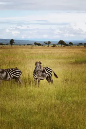 Zebras In The Savannah