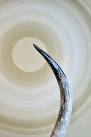 Abstract Horn Art