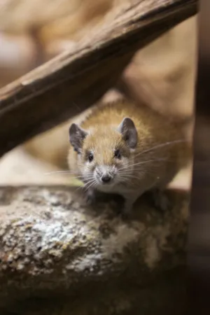 Mammal In Natural Habitat
