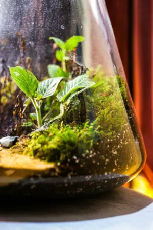 Miniature Garden In A Glass Vase