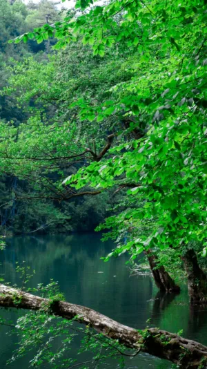 Forest Reflections