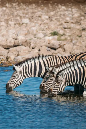 Zebras Drinking Water