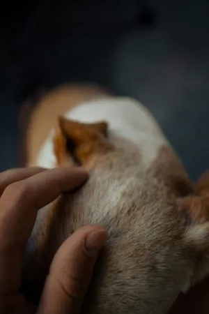 Hand Petting A Dog