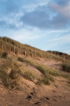 Beach Dunes