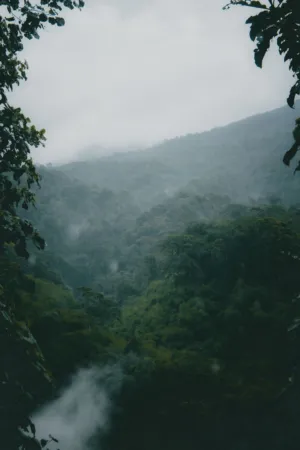 Misty Forest