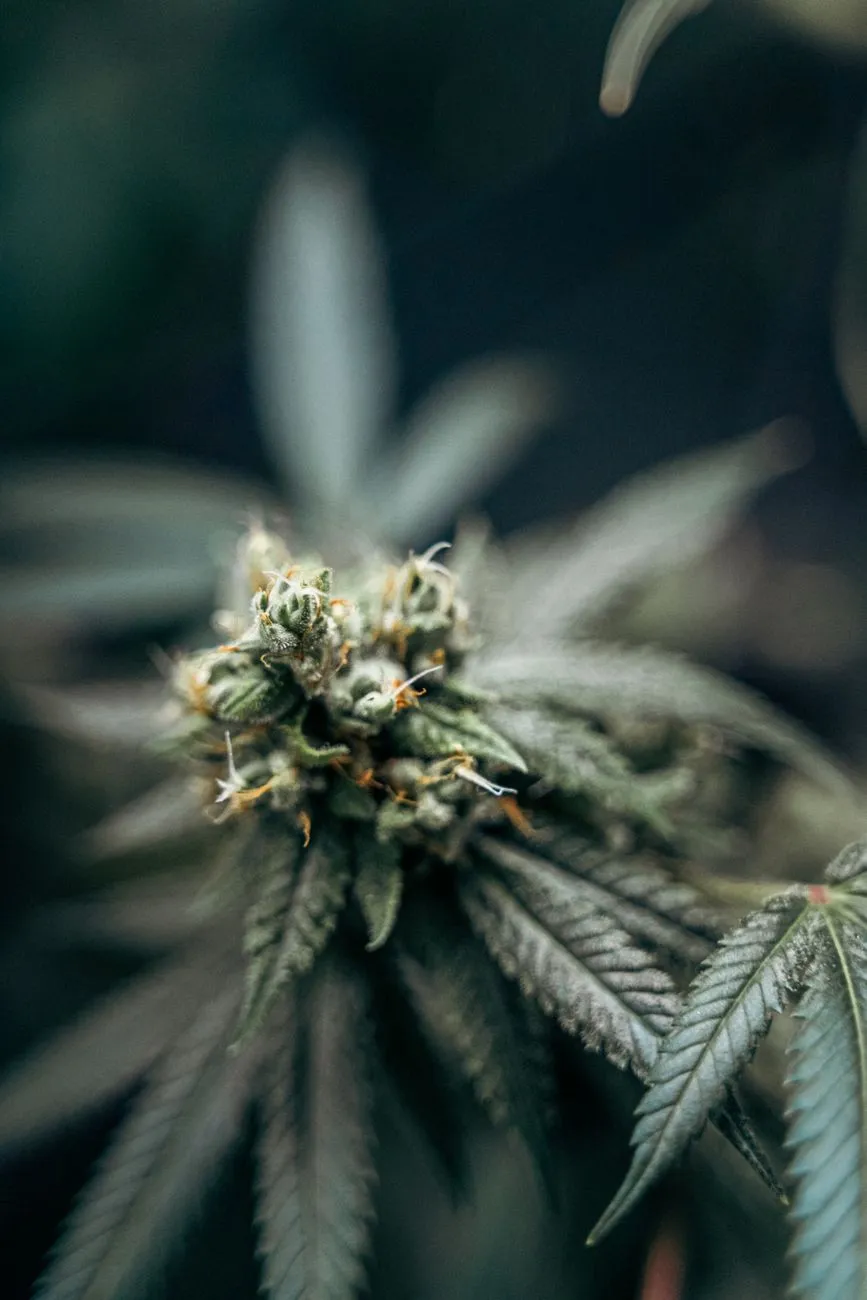 Cannabis Bud Close-Up