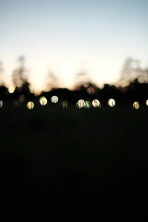 Twinkling Lights In The Field