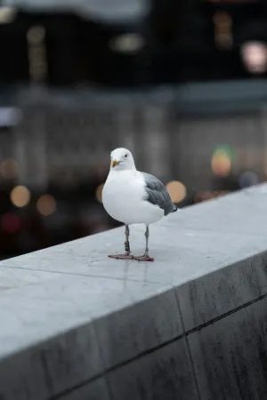 Seagull On A Ledge