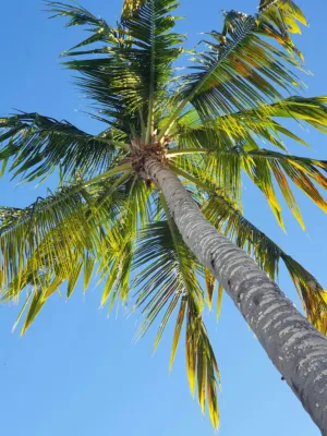 Palm Tree Against Blue Sky