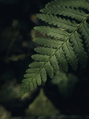 Green Fern Leaf