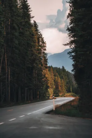 Forest Road