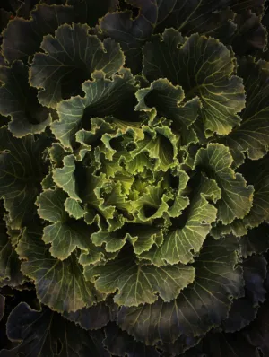 Cabbage Plant