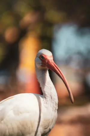 White Ibis