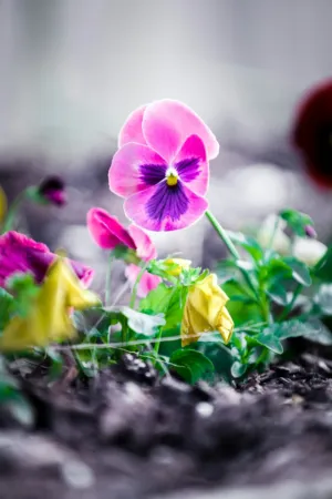 Pink Pansy