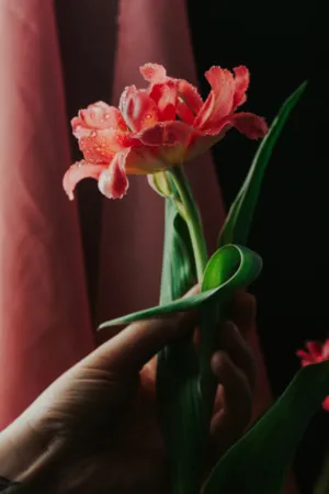Hand Holding A Red Tulip