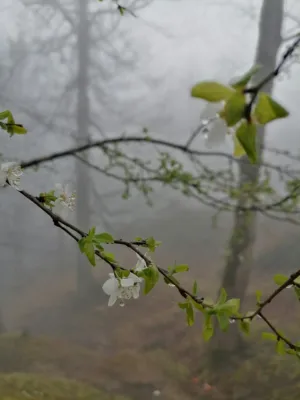Misty Morning Blossoms
