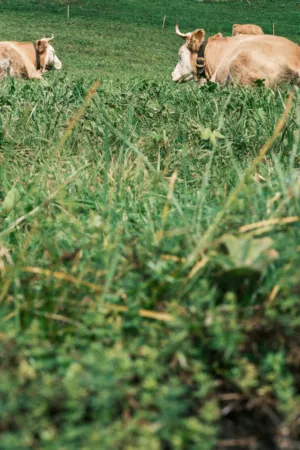 Cows In A Field