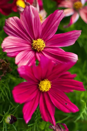 Pink Cosmos Flowers
