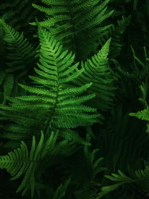 Ferns