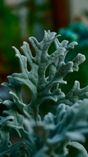 Gray Succulent Plant