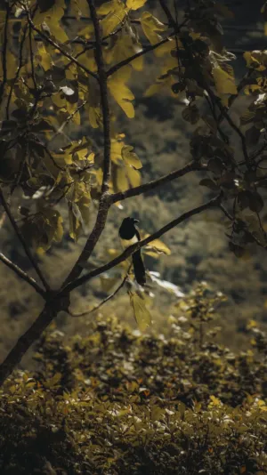 Bird In The Wild