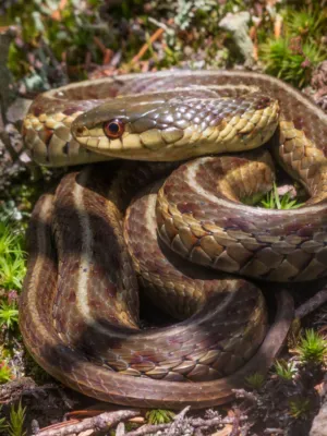 Garter Snake