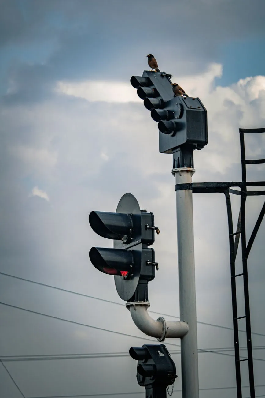 Traffic Lights And Birds