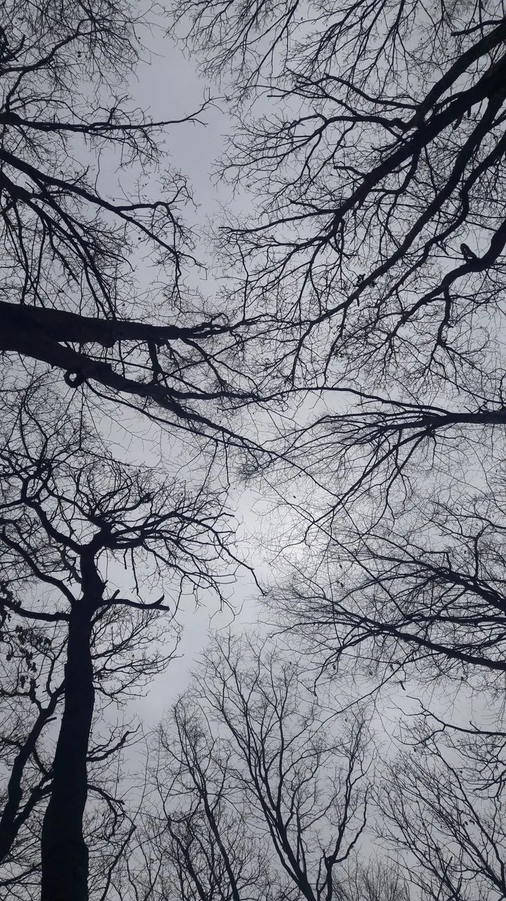 Bare Trees Against Sky