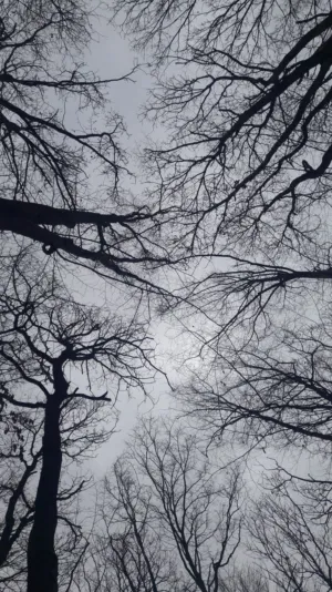 Bare Trees Against Sky