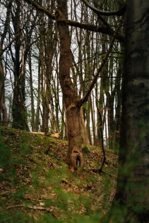 Forest Path