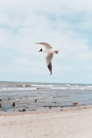 Seagull In Flight