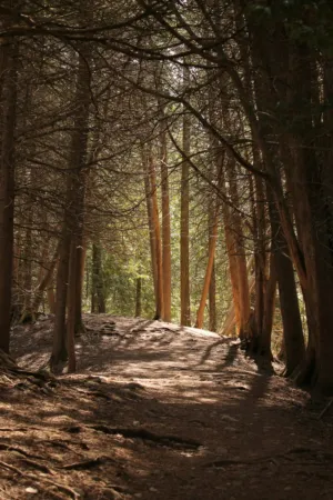 Forest Path