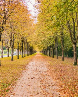 Autumn Pathway