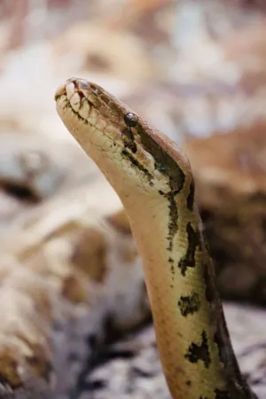 Snake Portrait