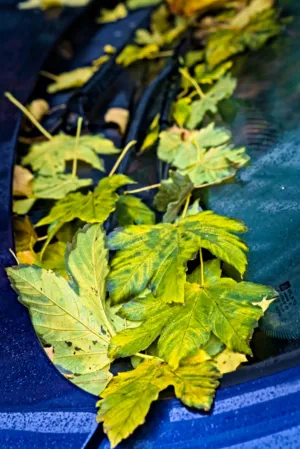 Autumn Leaves On Car Windshield