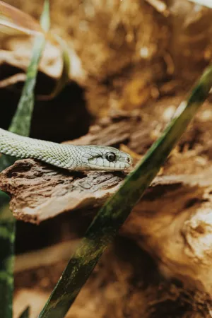 Snake In The Wild
