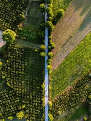 Aerial View Of A Road Through Green Fields