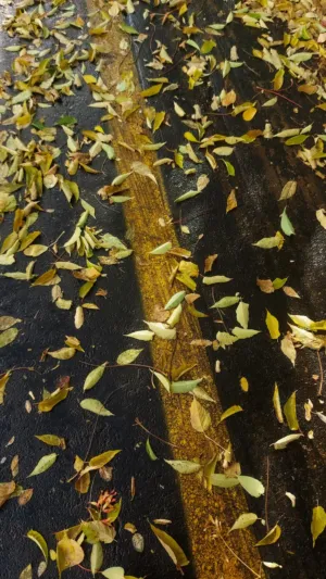 Autumn Leaves On Road