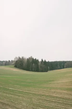 Green Fields And Trees