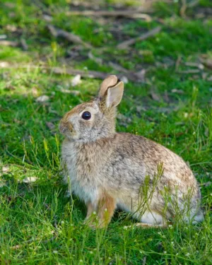 Cute Rabbit In The Grass
