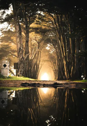 Sunlit Forest Path